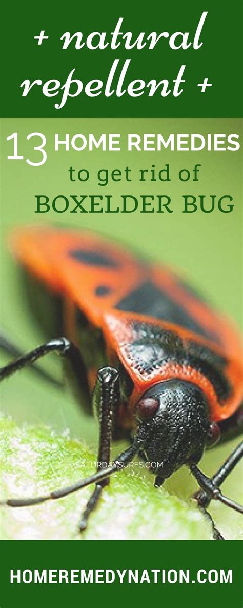 13 Safe Home Remedies to Get Rid of Boxelder Bugs | Home remedies, Box elder bugs, Remedies