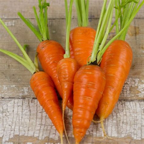 Top 7 Carrot Varieties for Containers (and Where to Get Seeds) – Bountiful Gardener