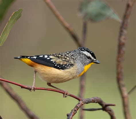 spotted-pardalote – Connecting Country