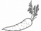 Carrots Coloring Pages  ColoringBay sketch template
