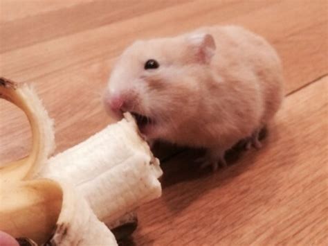 My hamster Daisy is eating a banana | Hamster eating, Banana meme, Hamster