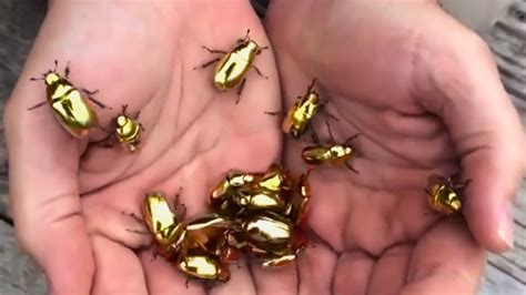 Why have golden jewel scarabs evolved to be outrageously bright and ...