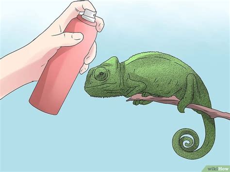 How to Take Care of a Chameleon: An Owner's Guide | Chameleon care ...