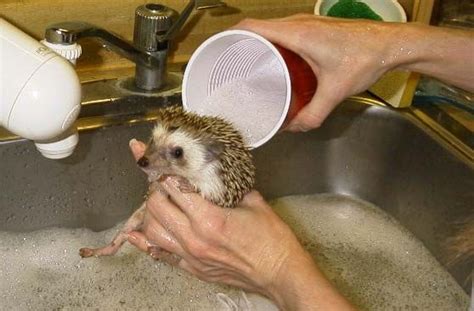 HOW TO CARE FOR YOUR HEDGEHOG | Hedgehog pet, Baby hedgehog, Hedgehog care