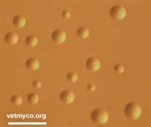 Mycoplasma californicum – Vetmyco