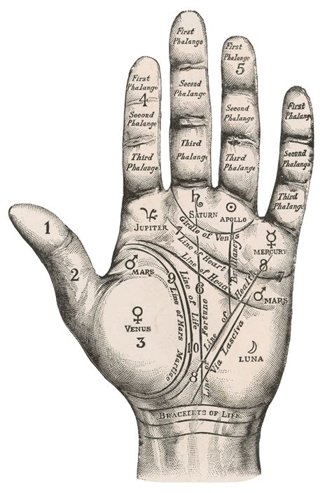 Palmistry hand, Palm reading, Palmistry