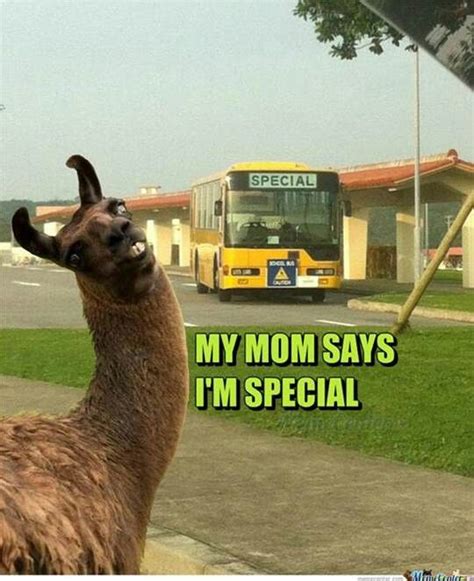 Jdhbda | Llama jokes, Funny animals with captions, Funny animals