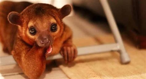 Kinkajou Rescue, Kinkatopia, Is The World's First - Pet Junction