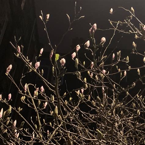 In the bin lane. Magnolia under streetlight….