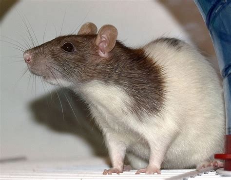 125+ Cute and Clever Names for Your Pet Rat - PetHelpful