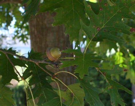 pin oak acorn - Edge Of The Woods Native Plant Nursery, LLC