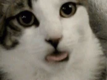 Tongue Cat GIF - Tongue Cat - Discover & Share GIFs