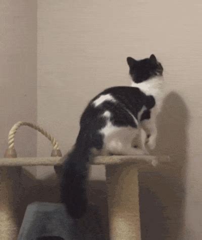 A secret entrance to the Cat Dimension - Funny Gif — Steemit