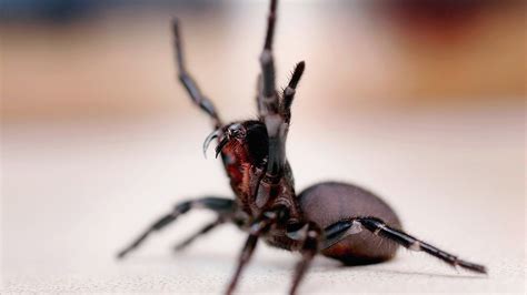 Deadly Australian Funnel-Web Spiders Thriving in Hot, Rainy Conditions ...