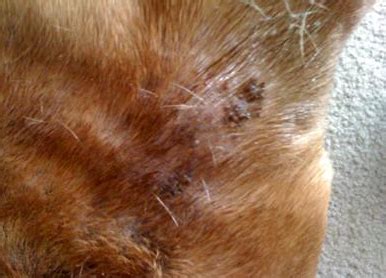 crusty scabs on dog | Dog skin, Dog skin problem, Dog flaky skin