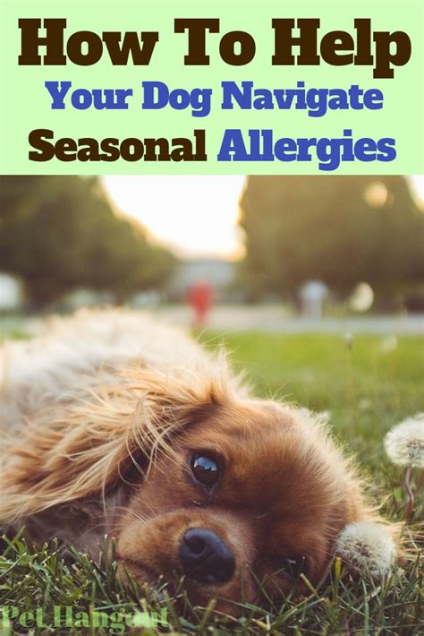 How To Help Your Dog Navigate Seasonal Allergies | Dog sneezing, Dog allergies, Dog allergies ...