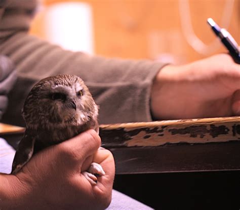 Saw Whet Owl Banding - Leslie Abram Photography