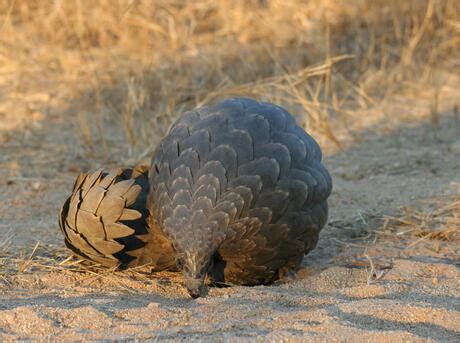 Pangolin | Species | WWF