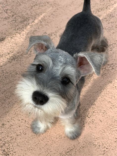 Miniature Schnauzer Haircut Pictures - Best Haircut 2020