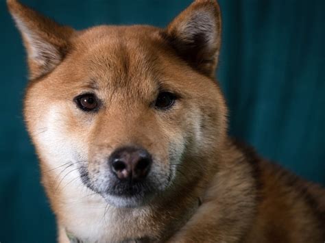 The Complete Guide To The Shiba Inu: Selecting, Preparing For, Training, Feeding, Raising, And ...