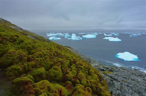 Antarctica Is Getting Greener