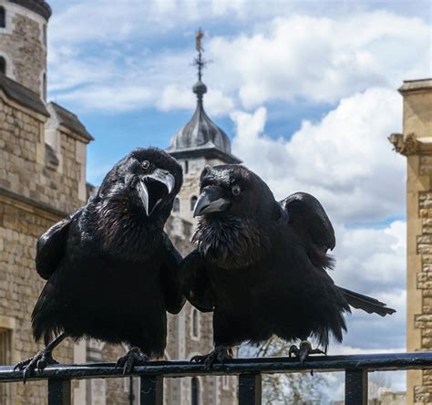 The Tower of London's Raven Legend - Victorian Myth or Ancient Folklore ...