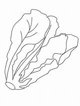 Lettuce Coloring Page At GetColoringscom  Free Printable colorings sketch template
