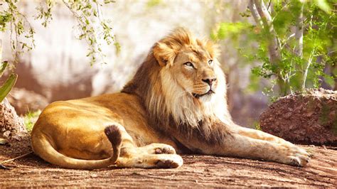 Your Lion Dream Says A Lot About You (10+ Meanings & Interpretations)