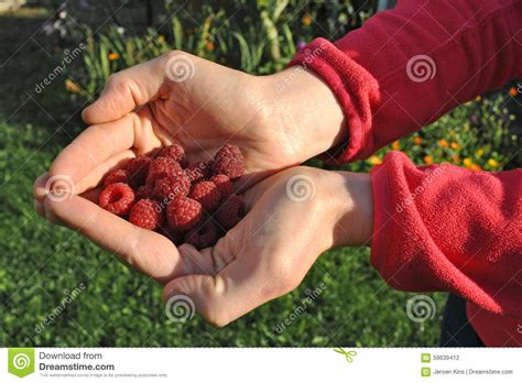 Raspberry harvesting stock photo. Image of women, backyard - 59639412