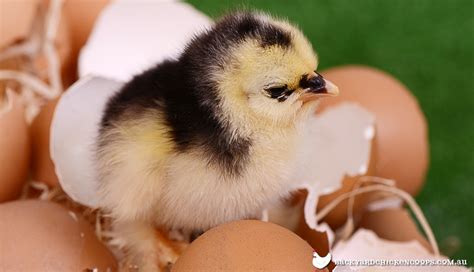 Baby Chickens Images