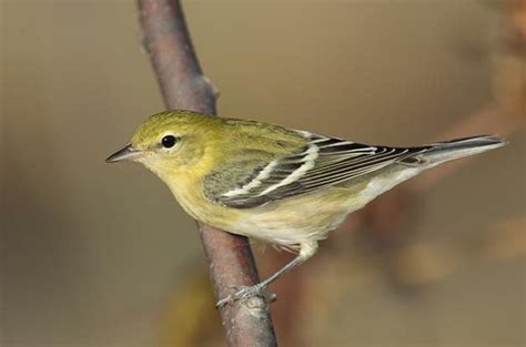 Fall ID Tips: Blackpoll Warbler vs Bay Breasted Warbler - Birds and Blooms