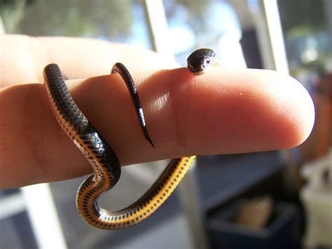 Fascinating Facts About The Blind Snake Of Barbados – Animal Encyclopedia