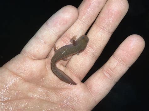 Identifying salamander | Caudata.org: Newts and Salamanders Portal