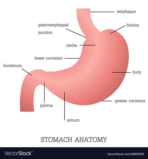 Structure and function of stomach anatomy system vector image on ...