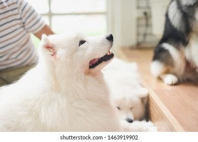 Happy Samoyed Dog Cafe Stock Photo 1463919902 | Shutterstock