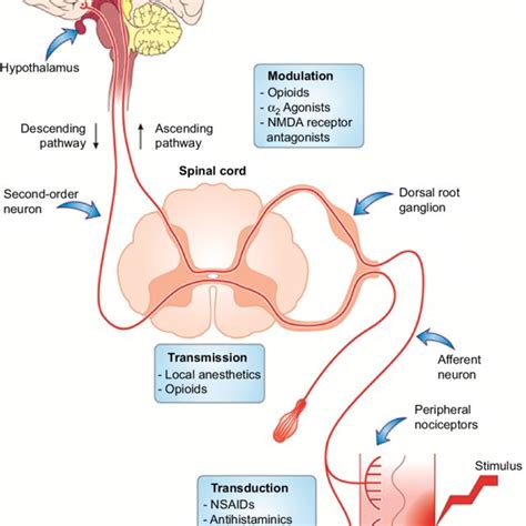 Therapeutic modulation of the pain-processing pathway. Abbreviations ...