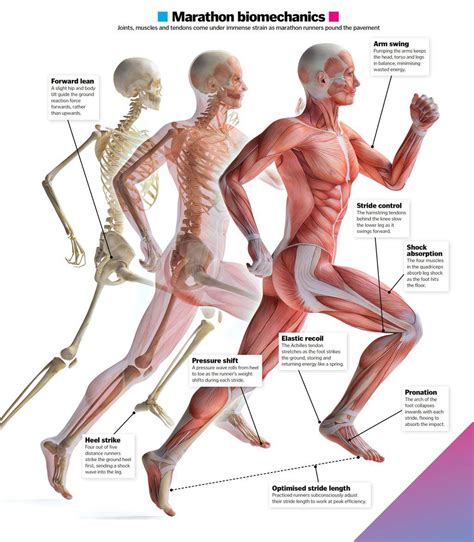 Marathon Biomechanics - How It Works | Scribd