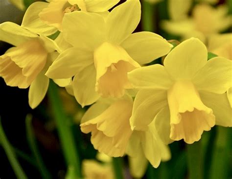 How to Grow Daffodils in Pots - Planters Place