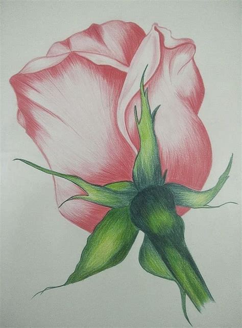 Rose Day images and photos, Rose Day greeting cards, Happy Rose Day shayari in Hindi and English ...