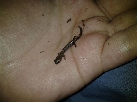 Baby salamander by AlexandersMantids on DeviantArt