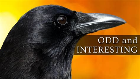 10 Odd and Interesting Facts About Crows and Ravens (North America) - YouTube
