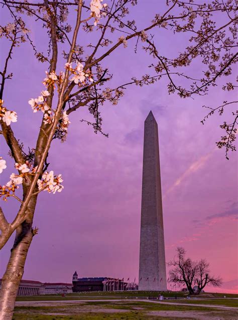 Washington Monument at Sunrise, during Cherry Blossoms - Walt Payne ...