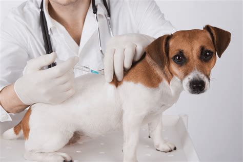 What is DAPPV Vaccine for Dogs? One Shot for 5 Viruses