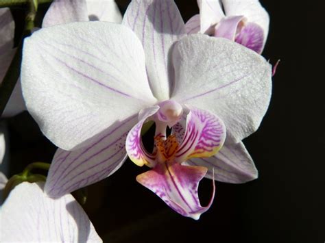 Orchid butterfly orchid phalaenopsis Free stock photos in JPEG (.jpg) 4000x3000 format for free ...