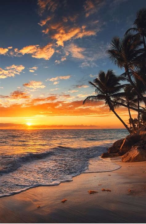 the sun is setting over the ocean with palm trees in the foreground and ...