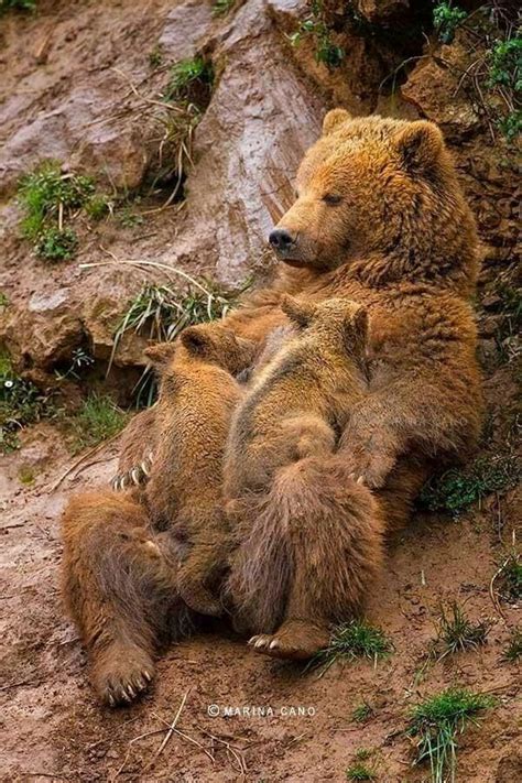 Mummy bear...Looks like how I was , when my twins were born ...only way ...