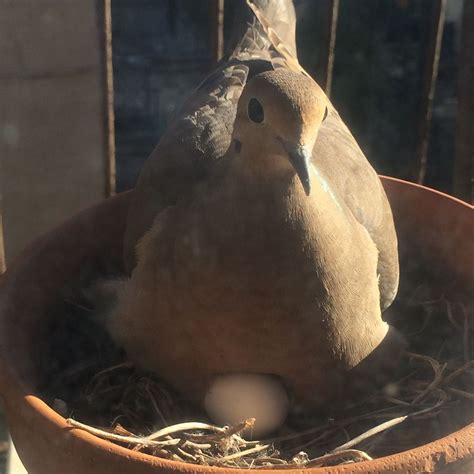 NestWatch | Urban Planter Nesting Doves - NestWatch