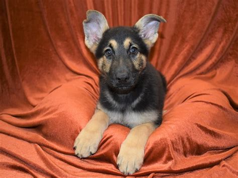 German Shepherd-DOG-Male-black and tan-3369913-Petland Dunwoody