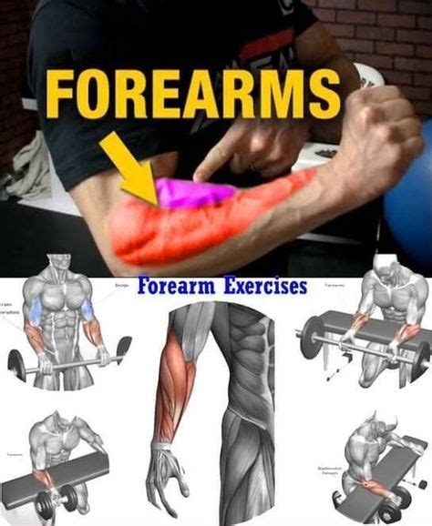 6 Of The Best Forearm Exercises For Muscle Growth And Strength For Proportional Arms | Forearm ...