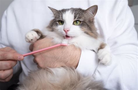 Cat Teeth Cleaning: How to Clean Cat's Teeth | West Salem Vets